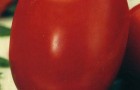 Сорт томата: Маэстро